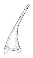 Dichelodontium nitidum, operculum. Drawn from K.W. Allison 2607, CHR 532689, and K.W. Allison 72, CHR 532690A.
 Image: R.C. Wagstaff © Landcare Research 2018 